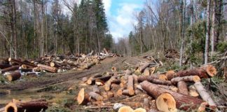 На Тернопільщині вирубали ліс в парку «Дністровський каньйон»