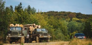 На Тернопільщині у лісі знайшли злодіїв