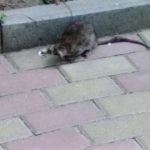 На вулицях Тернополя діти роблять селфі на фоні щурів