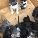У Тернополі в рожевій сумці викинули на вулицю 10 кошенят (фото)