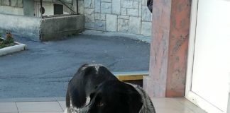 У Тернополі собака із сумними очима виглядає господаря біля офісів