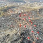 На Тернопільщині хтось підпалив природний заказник