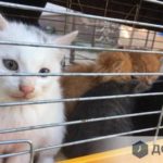 У Тернополі на вулиці Шептицького продають домашніх тварин з кліщами і блохами