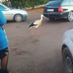 У Тернополі серед людей і машин ходить лелека