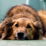 У містечку на Тернопільщині масово вмирають собаки