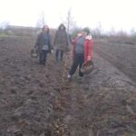 Тернополяни у цьому плані відстають: на Волині вже садять бараболю (фото)