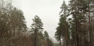 В хаті одвірки і вікна повитягувані, все порозвалюване, – як зустріли переселенців на Тернопільщині