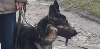 Жарти закінчилися: на Хмельниччині за борги продають собаку