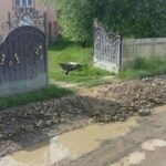 На Прикарпатті ще в одному селі дорогу відремонтували так, що дивитися страшно (фото)