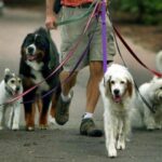 У Хмельницькому пропонують організувати парк для собак з обмеженим доступом для дітей