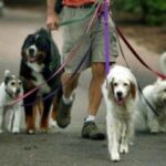 Чи з’являться у Хмельницькому спеціальні території для вигулу собак?