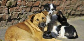 Пенсіонерка з Тернопільщини розповіла про своїх собак, які помирали в одному і тому ж місці