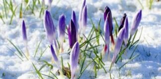 Народні синоптики довели, що ніяким прогнозам погоди вірити не варто