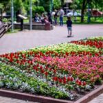 З початком літа Хмельницький перетворився на місто квітів (фото)