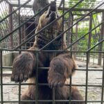 На Хмельниччині власники ресторану майже 20 років тримають ведмедя у маленькій клітці (фото)