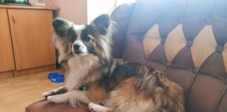В Івано-Франківську живе собака, який дуже любить співати (відео)