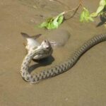 У тернопільському парку знайшли плазуна (фото)