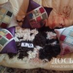 Підозрюваного у вбивстві тернопільської вчительки знайшли повішаним