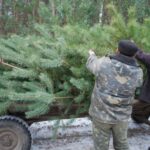 На Тернопільщині чоловік зрубав ялинки у сусідки і обміняв їх на спиртне