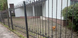 У центрі Тернополя хтось вирощує курей