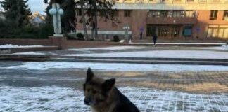 В центрі Івано-Франківська вже кілька днів собака чекає на господаря (фото)