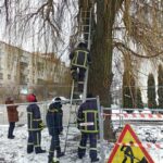 Тернопільські рятувальники врятували кошеня, яке дві доби просиділо на дереві