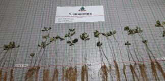 Тернополянка розповіла про зміни класичних методів ведення сільського господарства