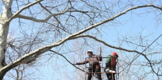 В одному з тернопільських парків зрізають аварійні дерева