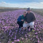 На городах Тернопільщини розцвів шафран