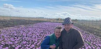 На городах Тернопільщини розцвів шафран