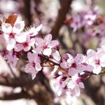 У тернопільському парку висадили сливи «Піссарді» (фоторепортаж)