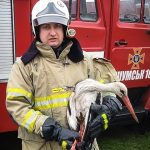 На Тернопільщині врятували лелеку, який крізь ракетні обстріли летів додому