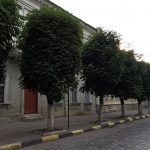 Вікіпедія: без вчасного весняного коронування міські дерева можуть загинути