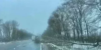 На Тернопільщині дерева падають на дороги і автомобілі