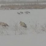 Через холодну погоду мерзнуть лелеки