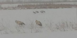 Через холодну погоду мерзнуть лелеки