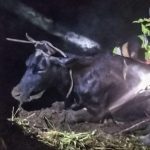 У Тернопільському районі надзвичайники рятували корову