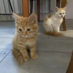 Тернопільська журналістка стала свідком, як на вулицю викинули кошенят