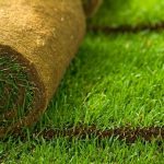 Технологія укладання газону: все, що потрібно знати