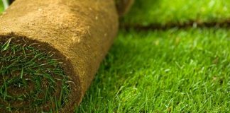 Технологія укладання газону: все, що потрібно знати