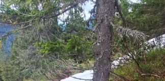 У Карпатах ведмеді ходять слідом за ухилянтами