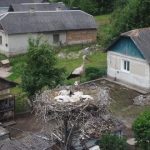 На подвір’ї Василя Лисака в Ігровиці живуть семеро лелек (відео)