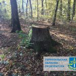 Працівники державного лісового господарства Тернопільщини самі у себе незаконно вирубували дерева