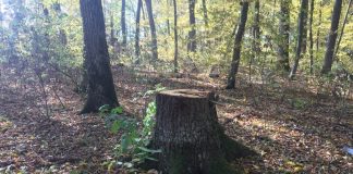 На Тернопільщині не знайшли, хто вирубав ліс, тому збитки відшкодує господарство