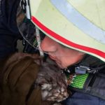 На Тернопільщині врятували кота, який впав у криницю