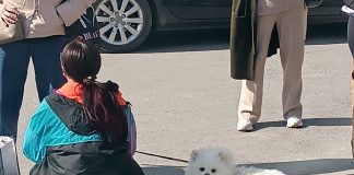 Жителі Тернопільщини фарбують хвости собакам