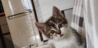 У Тернополі господар загинув в пожежі, а кошеня врятували