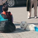 Жителі Тернопільщини фарбують хвости собакам