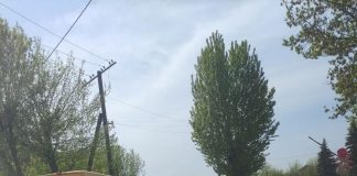 На одній із вулиць Тернополя бігає кабан
