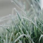 На Тернопільщині знову прогнозують заморозки